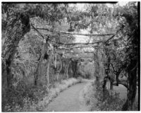 La Mortola botanical garden, view down a pergola-covered walkway, Ventimiglia, Italy, 1929