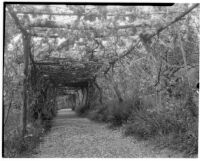 La Mortola botanical garden, view down a walkway enclosed by a pergola supporting Wisteria sinensis, Ventimiglia, Italy, 1929