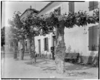 Row of pollarded trees in a gravel courtyard, Europe, 1929