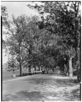 Men on bicycles leading a pack of donkeys down a tree-lined road, Europe, 1929