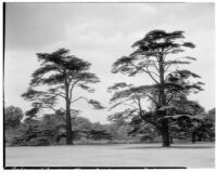 Royal Botanic Gardens, Kew, view of two Cedars of Lebanon, Kew, England, 1929