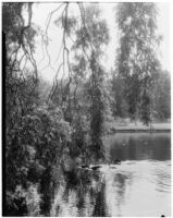 Royal Botanic Gardens, Kew, view of geese swimming across the lake, Kew, England, 1929