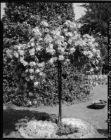Grosvenor Park, view of a Hiawatha Rose plant, Chester, England, 1929