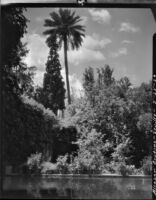 Gardens at Alcázar of Seville, view of trees across a pool, Seville, Spain, 1929