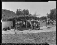 Two men and a boy with several mules between Ronda and Murcia, Spain, 1929