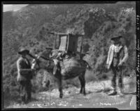 Two men with a mule that has a rocking chair strapped to its back, Spain, 1929