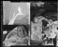 Three photographs: baby Rosita Dee Cornell alone; baby Rosita Cornell with  her grandmother, Maude Cornell; a bird of paradise plant, California, 1931