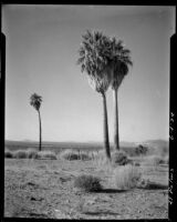 Three palm trees in the desert, Twentynine Palms, 1924