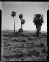 Palm trees in the desert, Twentynine Palms, 1924