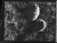Close-up of two pine cones on a Dammar pine tree