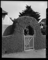 Salt Bush hedge grown in the shape of an arch with wooden gate, Oceanside, 1932