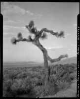 Dancing Joshua tree, near Twentynine Palms, 1930