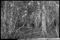 Man standing among trees, Mono County, [1929?]