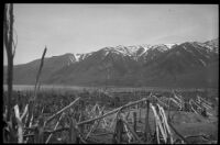 Damaged trees, Mono County, [1929?]