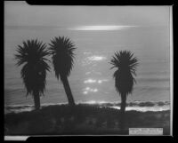 Palms, Santa Monica, 1929