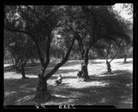 Young women among olive trees, Barnsdall Park, Los Angeles, 1929