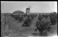 Harve Brillhart's apricot orchard in the San Joaquin Valley, 1927