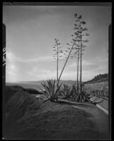 Agaves in bloom on Palisades Park cliffs, Santa Monica, 1928