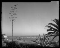 Century plants, 1 in bloom, on Palisades Park cliffs, Santa Monica, 1934