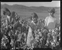 Girls picking flowers, Pacific Palisades, 1928