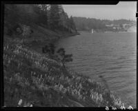 Lupines on the north shore of Lake Arrowhead, 1929