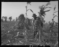 Man in corn field, Santa Monica, 1931