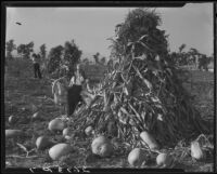 Carolyn Bartlett with corn and pumpkins, Santa Monica, 1931