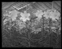 Easter lilies in greenhouse, 1934