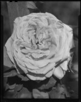 Rose in bloom, [1930s?]