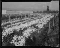 Chrysanthemum nursery, Pomona, [1920-1939?]