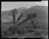Desert landscape, Palm Springs vicinity