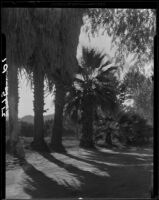 Row of palm trees along a dirt road, Palm Springs