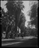Four cowboys riding horses on a palm tree-lined dirt road, Palm Springs
