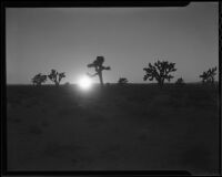 Joshua trees, Mojave Desert, 1928