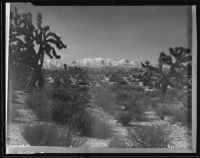 Antelope Valley and Joshua trees, [1920-1939?]