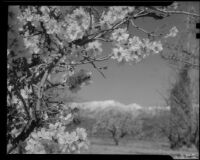 Almond blossoms, Banning, 1938