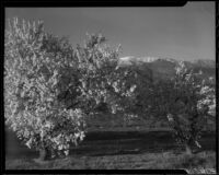 Almond trees in bloom, Banning, 1938