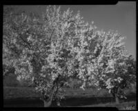 Almond trees in bloom, Banning, 1938