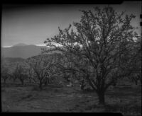 Almond orchard in bloom, Banning, 1938