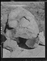 Pectens, scallop shell fossils, found near Saddle Peak in the Santa Monica mountains, Los Angeles or Malibu, 1928