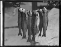 Trout on string, Lake Arrowhead, 1929