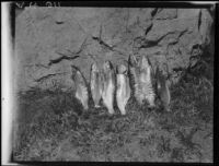 Trout and rock, Lake Arrowhead, 1929