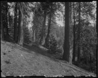 Hillside with trees, Lake Arrowhead, 1929