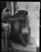Rhesus monkeys, Santa Monica, 1934