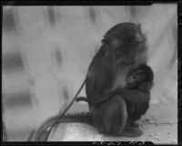 Rhesus monkeys, Santa Monica, 1934
