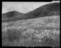 Field of flowers and hills near Magic Mountain, Ventura County, 1930