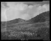 Field of flowers and hills near Magic Mountain, Ventura County, 1930