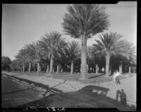 Date palm orchard, Indio, 1931-1948