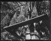 Date palm with harvesting platform, Indio, 1931-1948
