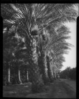 Date palm orchard, Indio or Palm Springs, 1931-1948